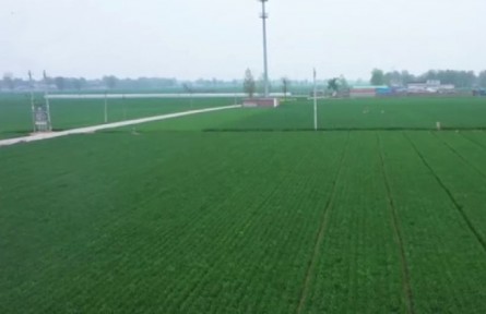 保粮食生产 稳住农业基本盘 2022年夏粮丰收在望