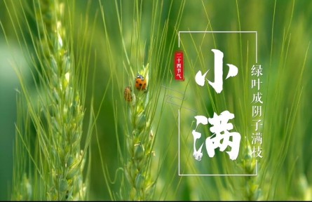 小满，绿叶成阴子满枝