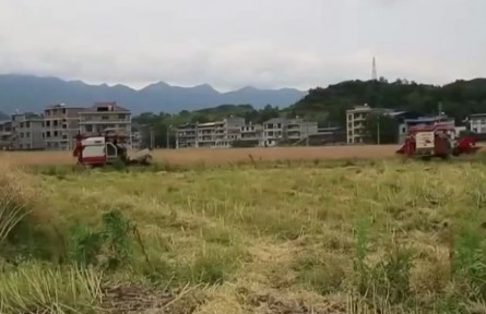 湘西：油菜丰收 机械化助力颗粒归仓