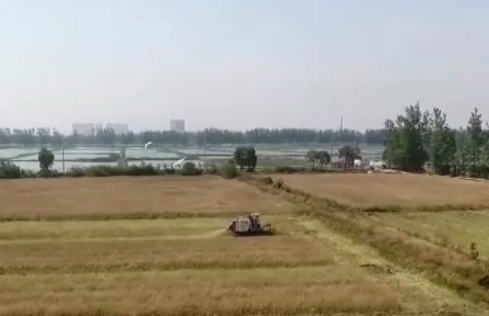 安徽望江：水稻油菜轮作 冬闲田变“油田”