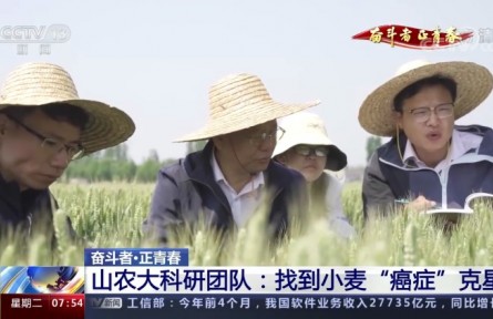 20年攻克小麦“癌症” 这群青年用行动守护“中国粮”