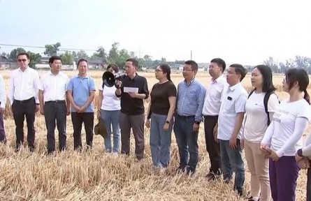 四川广汉：晚播小麦实收测产 亩产达600公斤