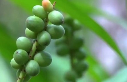 海南：推进南药产业化发展 健全中医药健康产业体系