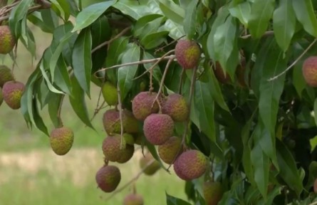 《区域全面经济伙伴关系协定》催生新商机 广东茂名对RCEP国家荔枝出口量翻番