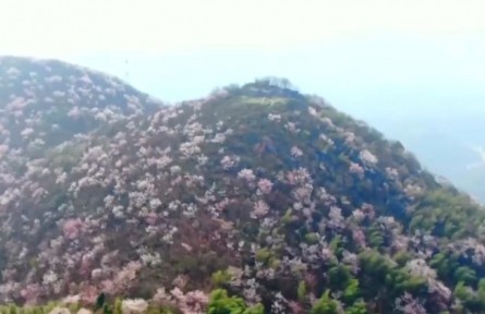 湖北崇阳：易地搬迁后 荒山变金山