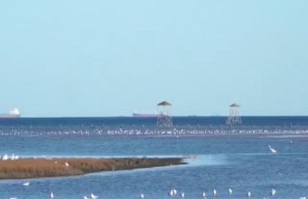 河北：打造“美丽海湾” 渤海近岸海域生态环境明显改善
