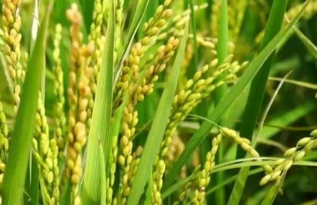 芒种：四野皆插秧 一年中最忙