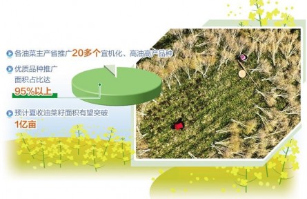 全国夏收油菜籽产销两旺 油菜产能提升成效初显