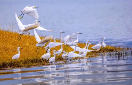 湿地保护 wetlands protection
