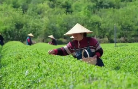 浙江安吉：一片绿叶守护的深情