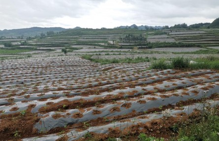 贵州农村里来了“年轻管家”
