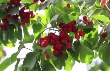 在希望的田野上·盛夏的果实