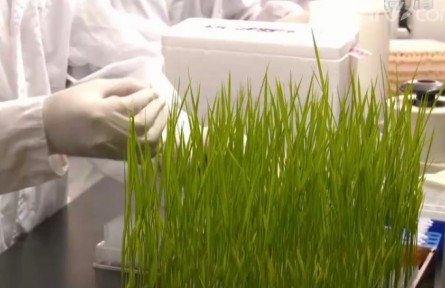 我国科学家发现调控水稻高温抗性新机制