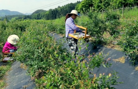 福建南平建阳区：构建“党支部+”多元发展模式 促进乡村振兴