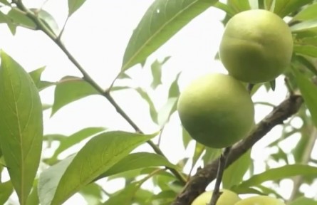 四川江安：大白李成熟季 采摘销售忙