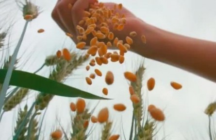 二十四节气风物志（系列视频）​