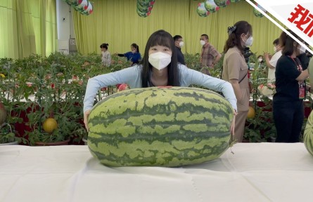 北京大兴西瓜节189.72斤西瓜获“瓜王”