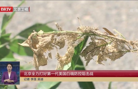 北京全力打好第一代美国白蛾防控阻击战