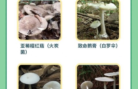 辟谣 | 男子用银镯试野蘑菇，仍中毒进医院！判断毒菌有两大金标准