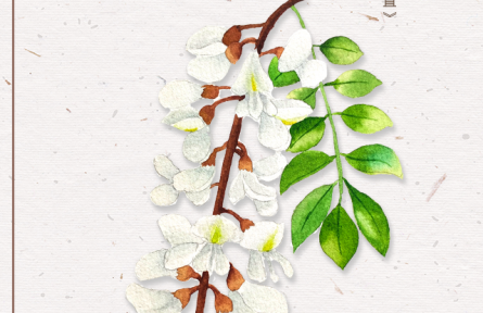 物种故事 | 刺槐：槐花满院气，松子落阶声