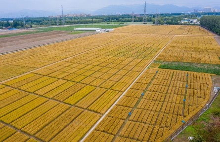 北京昌平：夏收时节，“麦”向丰收