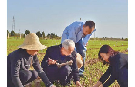 八旬小麦育种专家赵瑜：将“育种报国”梦想写在大地上