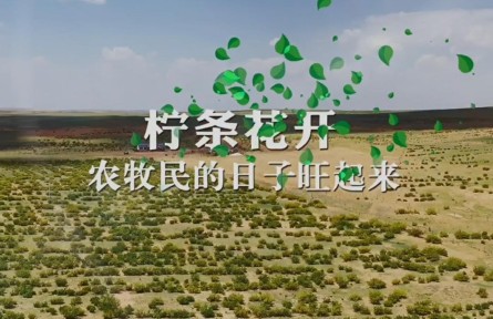 说说我的绿色获得感 | 柠条花开，农牧民的日子旺起来