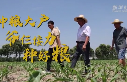 种粮大户爷仨接力种好粮