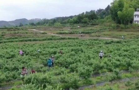 重庆南川：万亩蓝莓丰收 科技助力增收