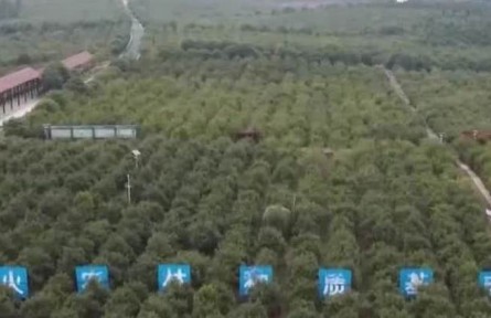 我国木本油料种植面积超过2亿亩