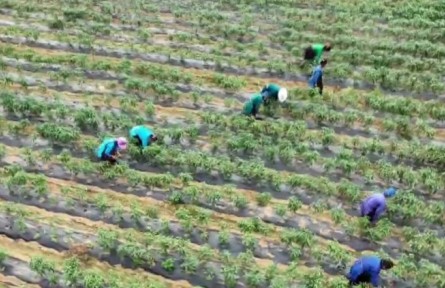 贵州：小暑时节夏收忙 各地特色农产品迎丰收