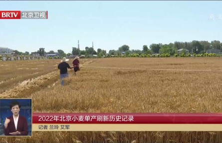 2022年北京小麦单产刷新历史记录