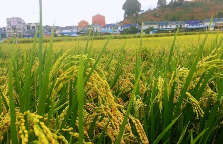 云南粮食产量10年来持续稳定增长