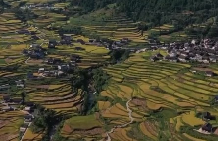 2022年上半年巩固脱贫成果接续乡村振兴新进展：通过产业就业帮扶 增加脱贫户收入