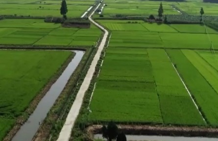 陕西汉中：科技赋能稻渔共养 助力稳粮增收