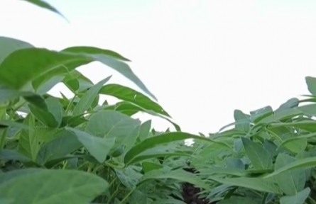 “保险+期货”等金融模式保障豆农利益