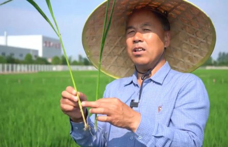 水稻育种专家于福安：一粒种 一颗“芯”