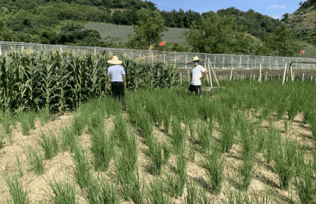 云南河口：干部下沉一线护航粮食生产安全