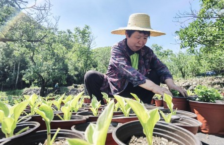 北京门头沟：深山小村试点“林花经济”