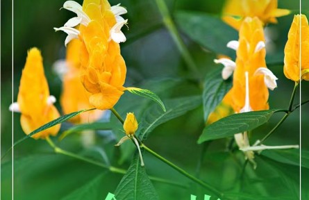 物种故事 | 金苞花：花苞矗立 宛如金色宝塔