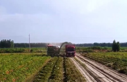 新疆沙湾：万亩番茄陆续成熟 订单农业助农增收