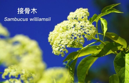 物种故事 | 接骨木：灿若繁星簇花团