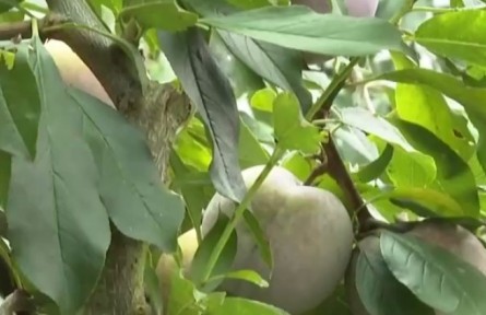 福建永泰：芙蓉李采摘正当时
