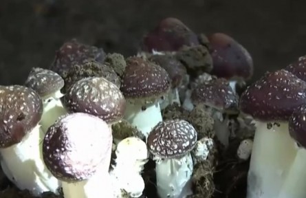 四川理塘：球盖菇喜获丰收 产业帮扶显成效