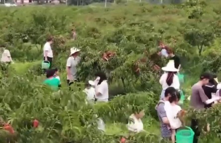 江西宜春：黄桃迎来丰收季 甜蜜产业结出致富“金果”