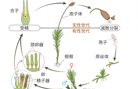 物种故事 | 苔藓：自然界的“拓荒者”