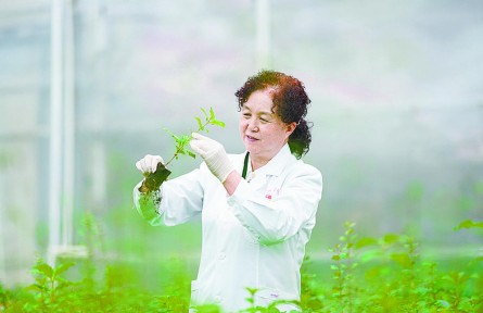 倾情山与城 只为绿与香——记青海省西宁市林业科学研究所所长张锦梅