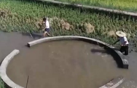 四川自贡：稻丰鱼肥迎丰收 多种合作模式促增收