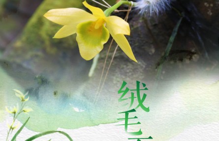 物种故事 | 绒毛石斛：茎叶毛茸茸 花朵会变色