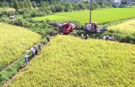全国再生稻头季收获陆续展开